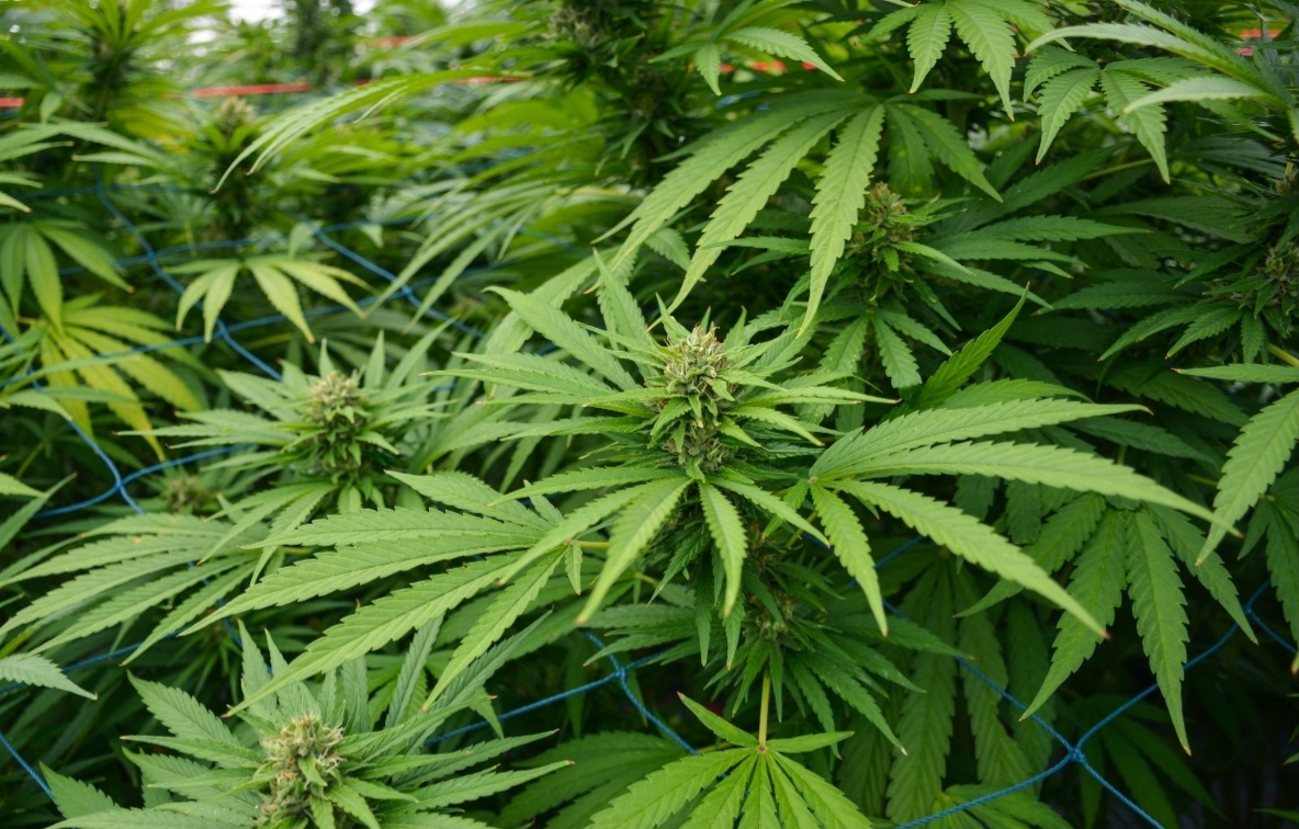 Hemp Tree Leaves
